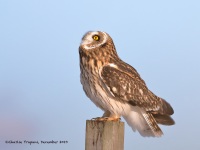 819A3061Short-eared_Owl