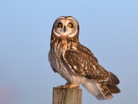 819A3063Short-eared_Owl