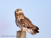 819A3068Short-eared_Owl