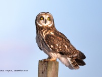 819A3077Short-eared_Owl