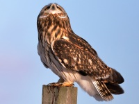 819A3079Short-eared_Owl