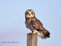 819A3085Short-eared_Owl