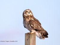 819A3087Short-eared_Owl