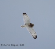 6S3A8695Short-Eared_Owl