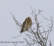 6S3A8731Short-Eared_Owl