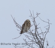 6S3A8732Short-Eared_Owl