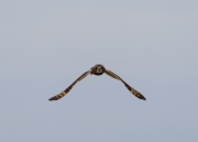 6s3a7034short-earedowl