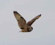6s3a7042short-earedowl
