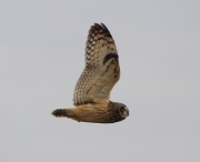 6s3a7044short-earedowl