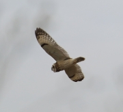 6s3a7059short-earedowl