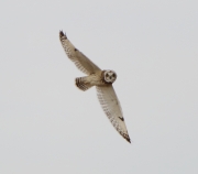 6s3a7116short-earedowl
