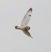 6s3a7117short-earedowl