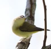 6S3A7426Philadelphia_Vireo