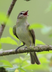 6s3a0060warblingvireo