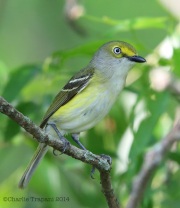 6s3a0236white-eyedvireo