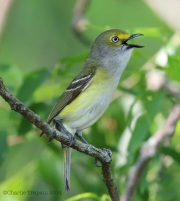 6s3a0240white-eyedvireo
