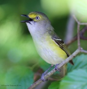 6s3a0261white-eyedvireo