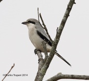 6s3a1704northernshrike