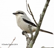 6s3a1768northernshrike