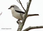 6s3a1790northernshrike