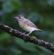 6s3a1881warblingvireo