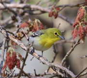6s3a1985yellow-throatedvireo