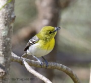 6s3a2001yellow-throatedvireo