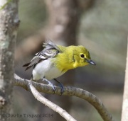 6s3a2002yellow-throatedvireo