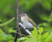 6s3a2326red-eyedvireo