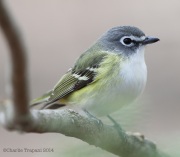 6s3a6376blue-headedvireo