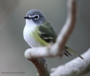 6s3a6384blue-headedvireo