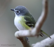 6s3a6385blue-headedvireo