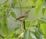 6s3a7609white-eyedvireo
