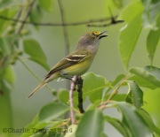 6s3a7610white-eyedvireo