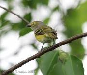 6s3a7617white-eyedvireo