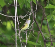 6s3a7630white-eyedvireo