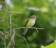 6s3a7637white-eyedvireo