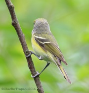 6s3a7644white-eyedvireo