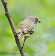 6s3a7645white-eyedvireo