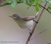 6s3a9880warblingvireo