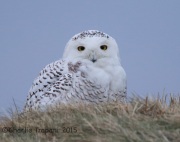 6S3A6535Snowy_Owl_Bayonne_Golf_Course