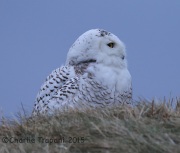6S3A6537Snowy_Owl_Bayonne_Golf_Course