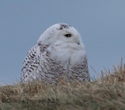 6S3A6548Snowy_Owl_Bayonne_NJ