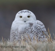 6S3A6550Snowy_Owl_Bayonne_Golf_Course