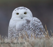 6S3A6557Snowy_Owl_WM