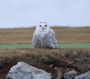 6S3A6565Snowy_Owl_Bayonne_Golf_Course