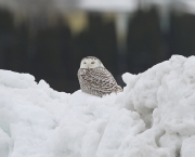 6s3a0696lvia_snowyowl