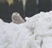6s3a0721lvia_snowyowl