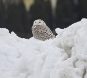 6s3a0726lvia_snowyowl