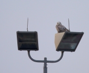 6s3a0974lvia_snowy